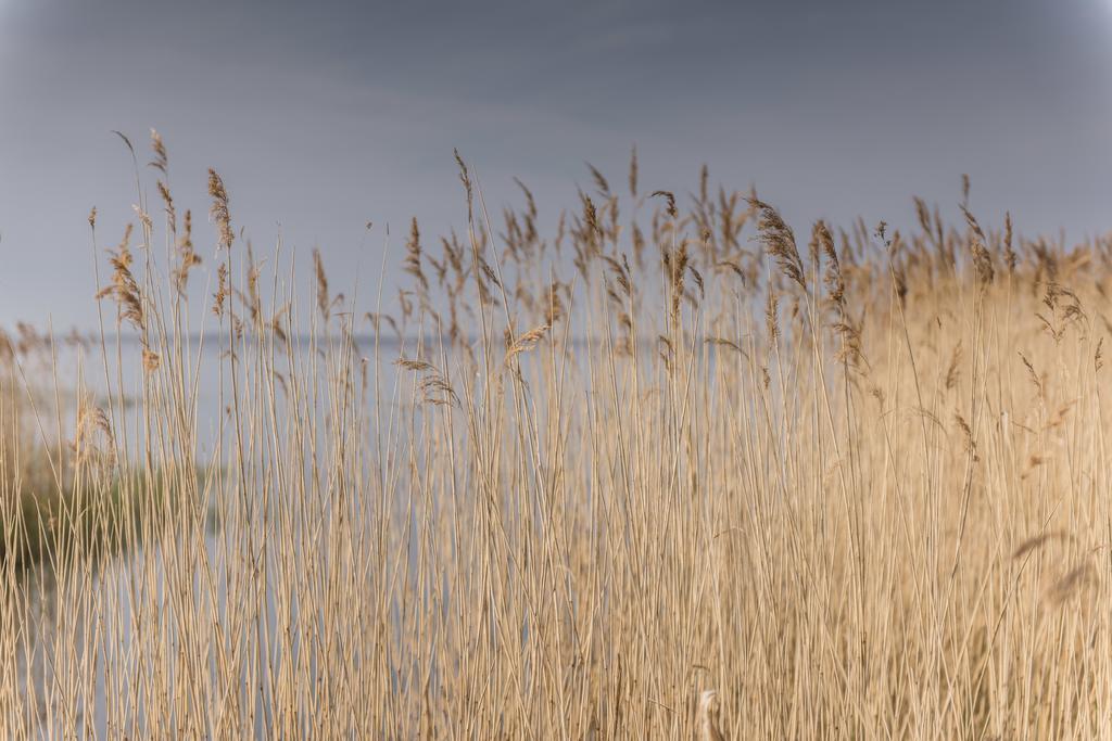 Kamphof Usedom Apartment Loddin